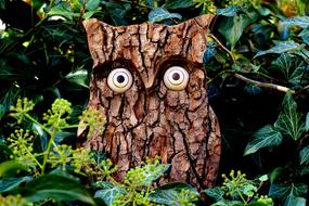 Owl Tree Bark Nature Eagle