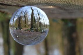 Forest Trees Nature Glass