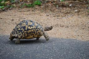 Leopard Tortoise Nature Wildlife