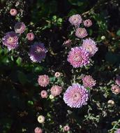Fall Pink-Purple Mums