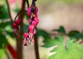 Bleeding Heart Flower Blossom