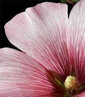 Flower Nature Garden