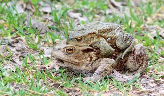 Toads Nature Animal