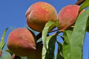 Peaches Fruit tree