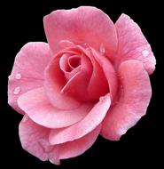 Rose Pink Picturesque