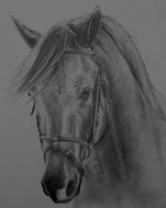 sketch, black and white, horse head