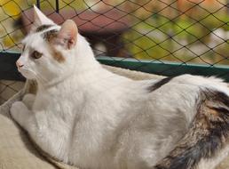 white cat lying by the fence