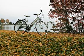 Yellow Leaves Autumn Bike