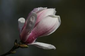 Magnolia Blossom Bloom