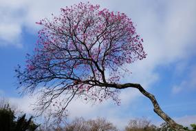 Pink Flower Roses Ro Flowers