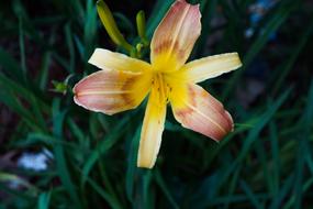 Pink Flower Roses Ro Flowers