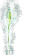 watercolors peace lily flower plant