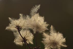 Seeds Tender Filigree