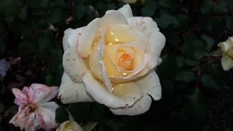 Roses Nature Rose Blooms