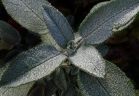 Leaf Drop Of Water Sage