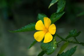 Flower Yellow Flowers
