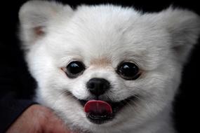 Mammal Cute Portrait