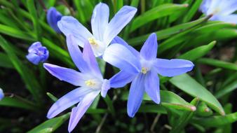Star Hyacinth Flower Flora