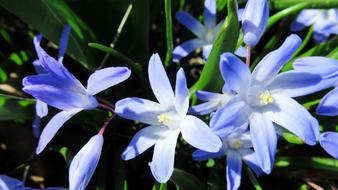 Star Hyacinth Flower Flora