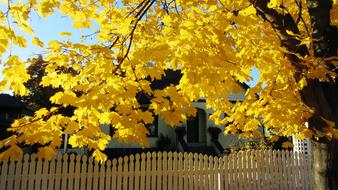 Autumn Maple Tree Yellow Leaf