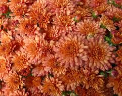 Flowers Blooms Petals