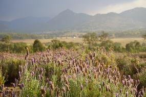 Lavender Country Flower