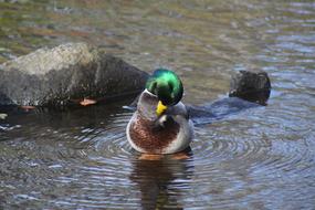 Mallard Duck Preening Water