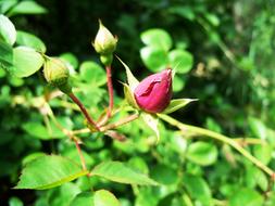 Rose Wild Flower