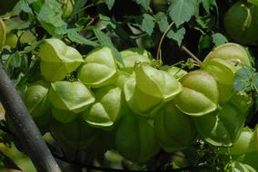 ripe green garden fruits