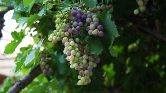 Nature Fruit Grape