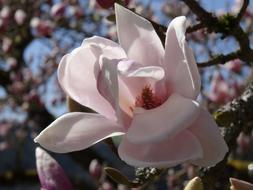 Flower Magnolia Plant