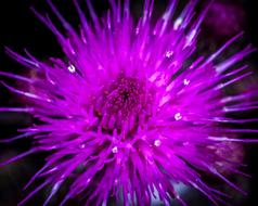 No One Nature Flower