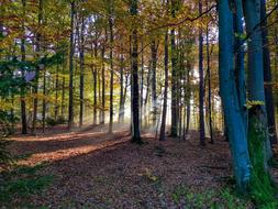 Forest Autumn Trees Golden