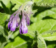 Comfrey Herb Flower