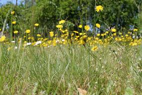 Flower Meadow Field