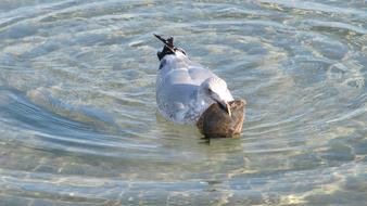 Waters Nature Bird Animal