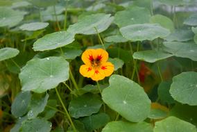 Nasturtium Flower Orange