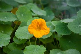 Nasturtium Flower Dew