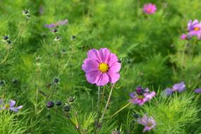 Pink Flowers Corner Rustic Nature