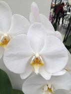 Flower Plant Tropical