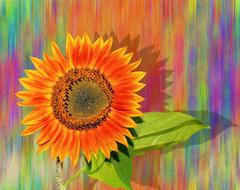 Sunflower Summer Nature