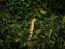 Nature Sunlight Bird