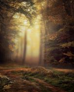 Nature Light At The Court Of