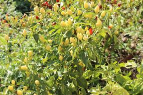 Garden Village Kocaeli