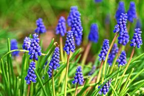 Muscari Graph Hyacinth Flower