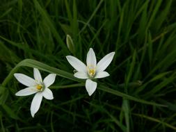 Ornithogalum Umbellatum Umbrella