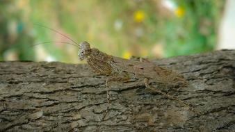 Nature Animal Wildlife