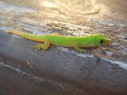 Praslin Gecko Green