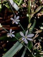 Wild Small Flower Flowers