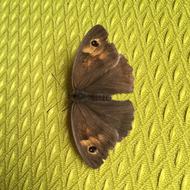 Moth Insects Brown
